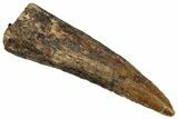 Bargain, Fossil Spinosaurus Tooth - Real Dinosaur Tooth #324880-1